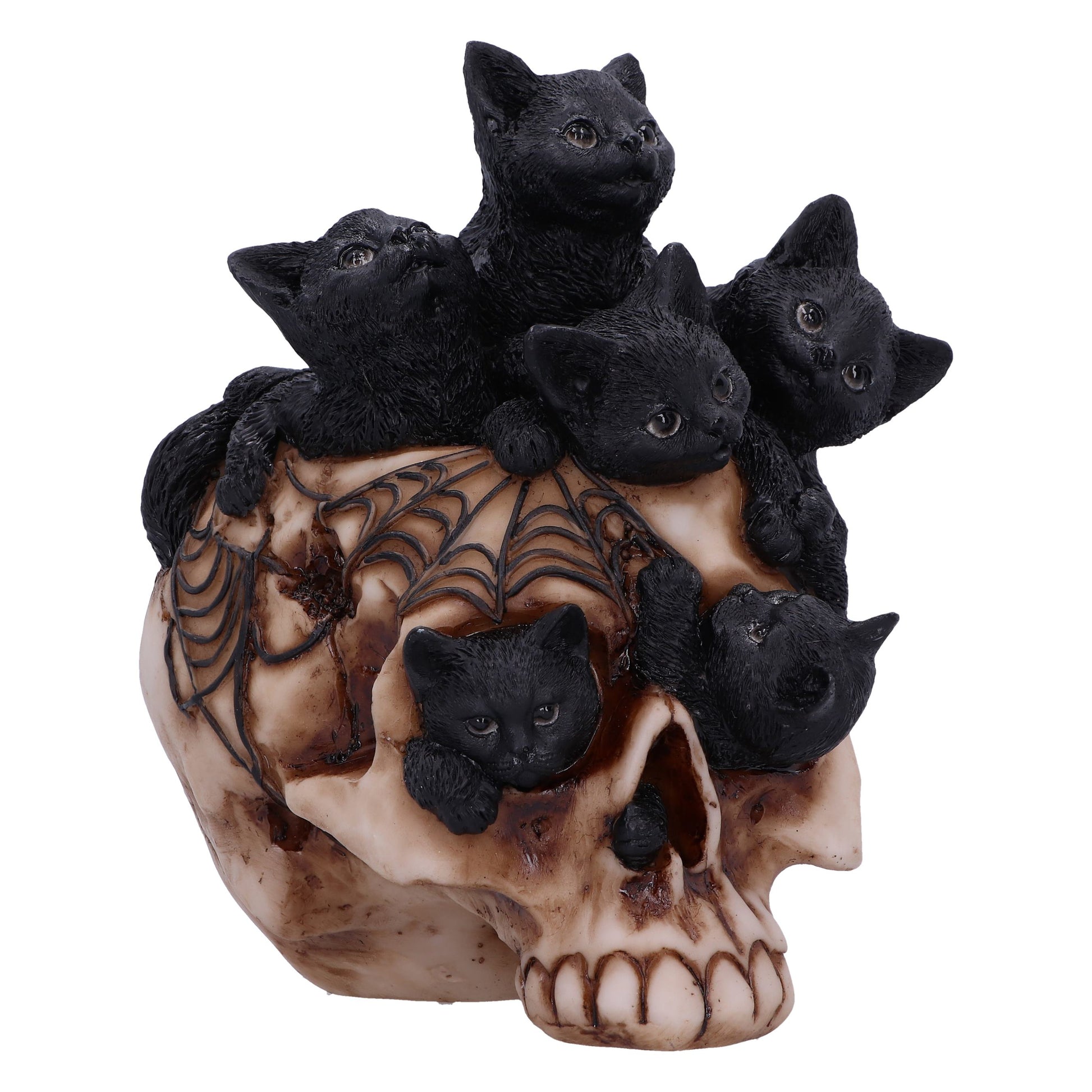 Cranial Litter 14cm - Party Seasons