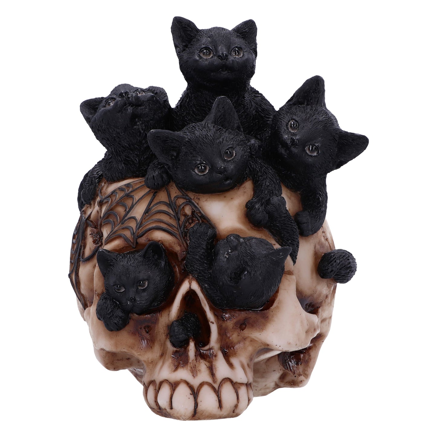 Cranial Litter 14cm - Party Seasons