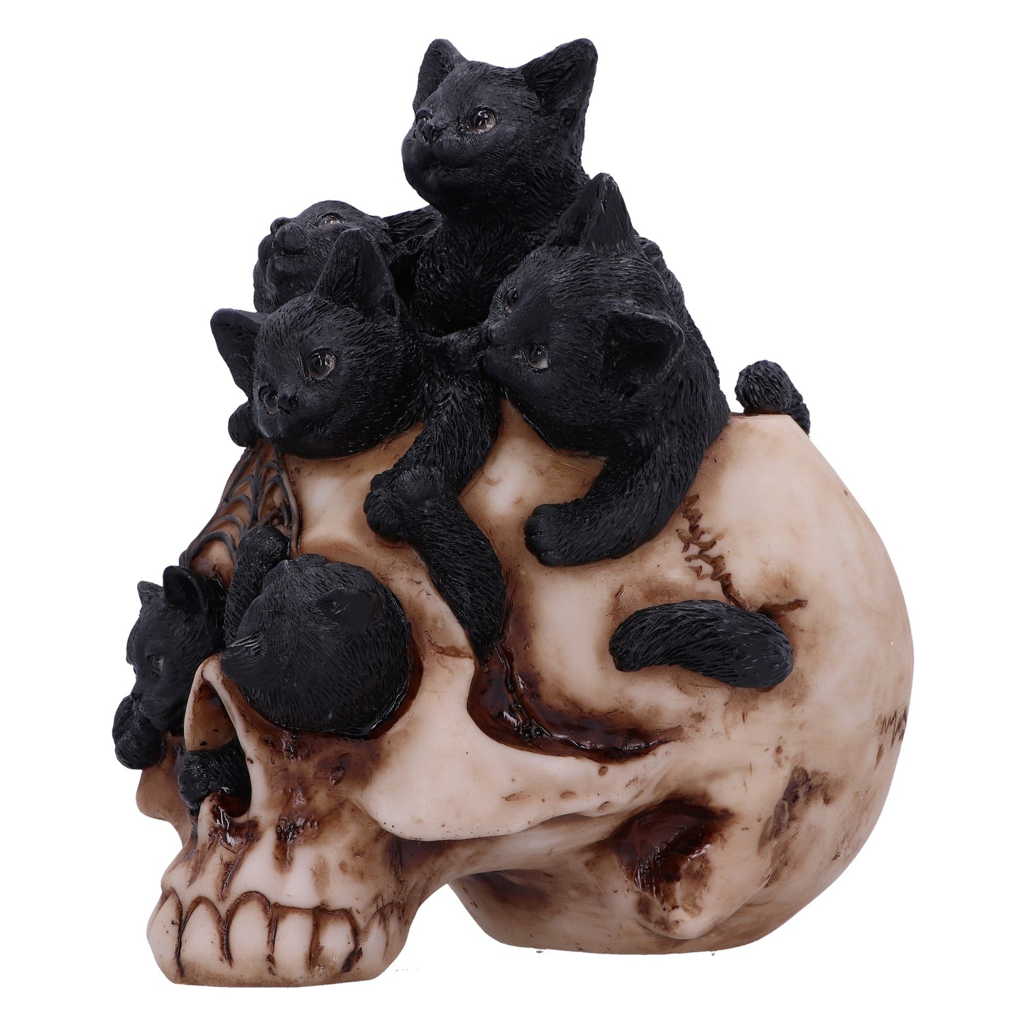 Cranial Litter 14cm - Party Seasons